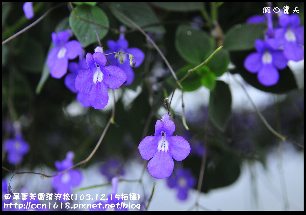 【彰化景點】假日何處去‧田尾菁芳園落羽松‧第一次夜拍落羽松好漂亮 @假日農夫愛趴趴照