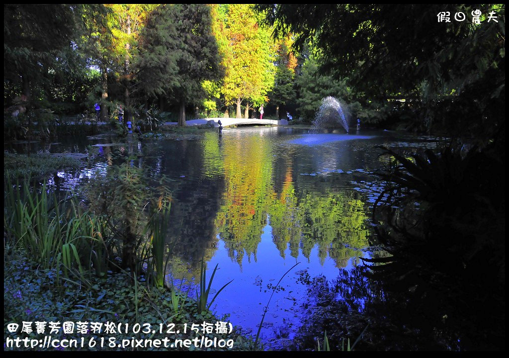 【彰化景點】假日何處去‧田尾菁芳園落羽松‧第一次夜拍落羽松好漂亮 @假日農夫愛趴趴照