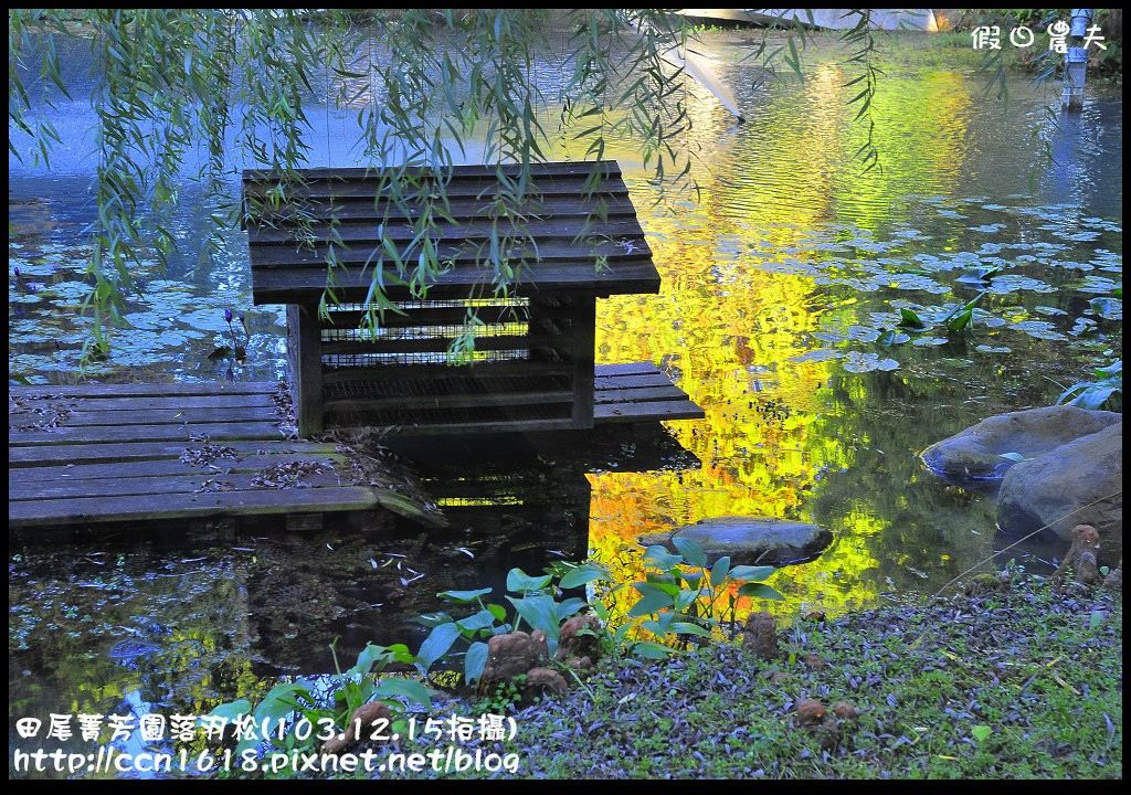 【彰化景點】假日何處去‧田尾菁芳園落羽松‧第一次夜拍落羽松好漂亮 @假日農夫愛趴趴照