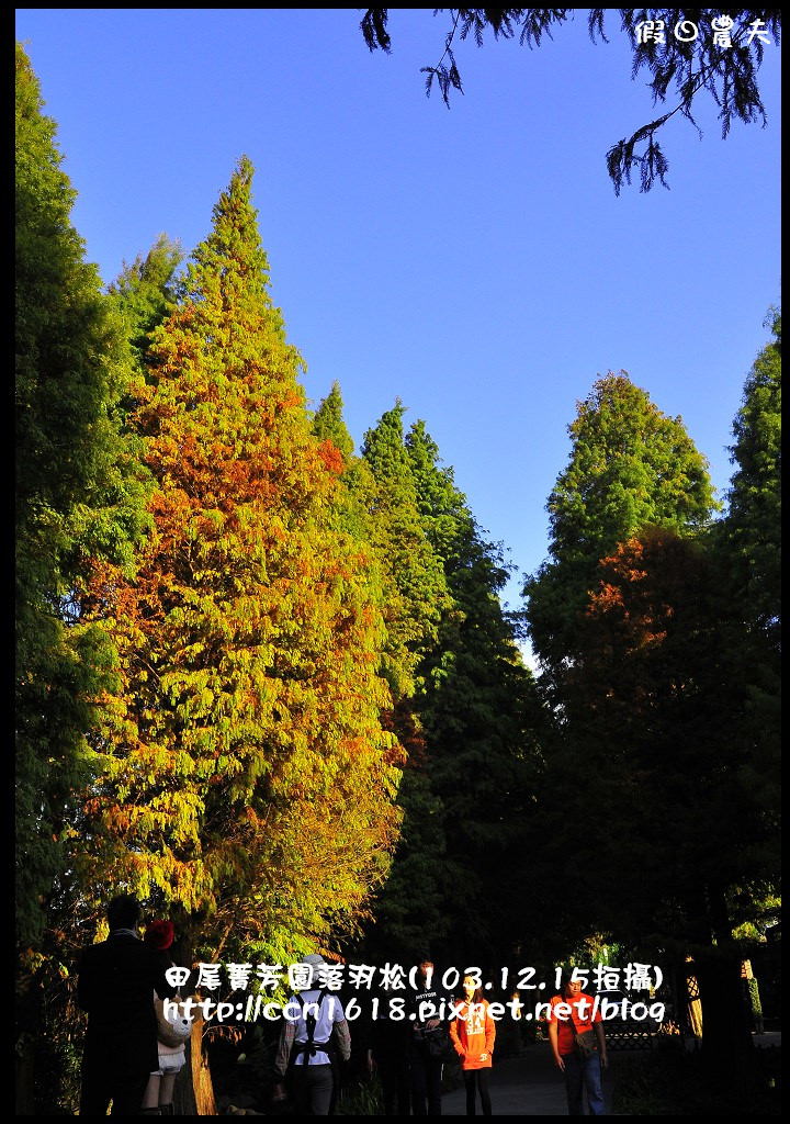 【彰化景點】假日何處去‧田尾菁芳園落羽松‧第一次夜拍落羽松好漂亮 @假日農夫愛趴趴照