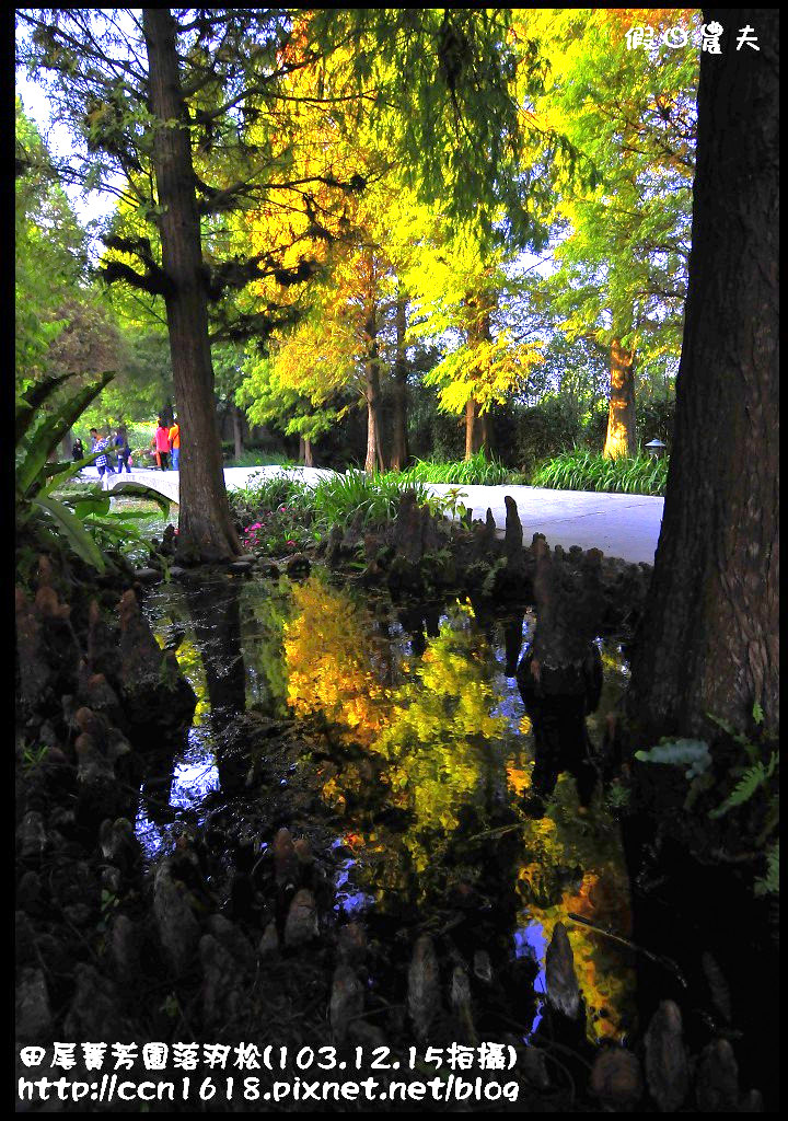 【彰化景點】假日何處去‧田尾菁芳園落羽松‧第一次夜拍落羽松好漂亮 @假日農夫愛趴趴照