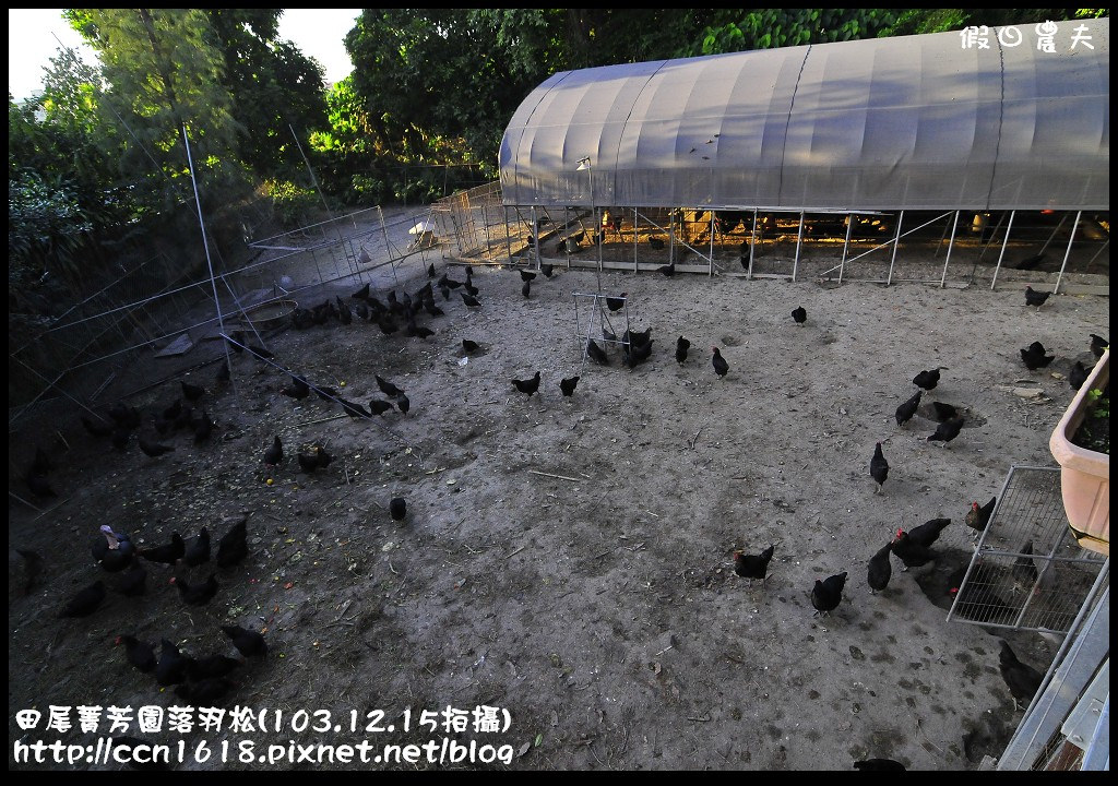 【彰化景點】假日何處去‧田尾菁芳園落羽松‧第一次夜拍落羽松好漂亮 @假日農夫愛趴趴照