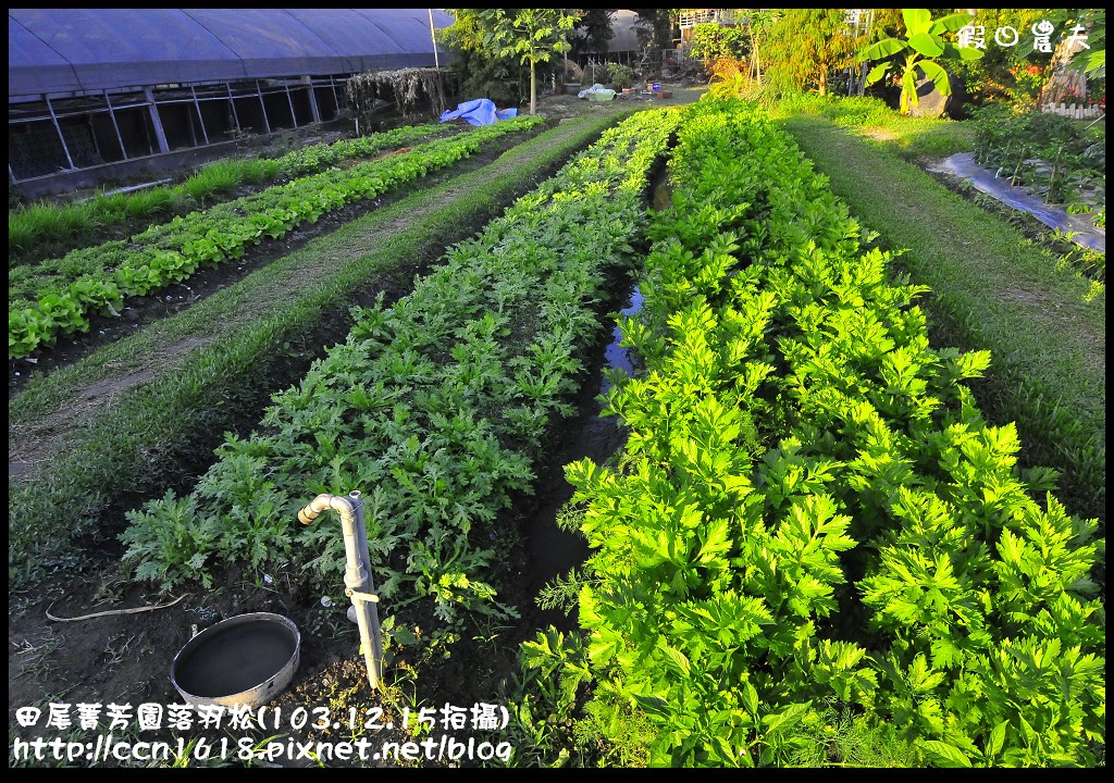 【彰化景點】假日何處去‧田尾菁芳園落羽松‧第一次夜拍落羽松好漂亮 @假日農夫愛趴趴照