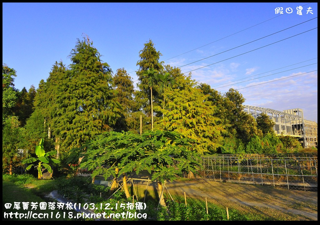 【彰化景點】假日何處去‧田尾菁芳園落羽松‧第一次夜拍落羽松好漂亮 @假日農夫愛趴趴照