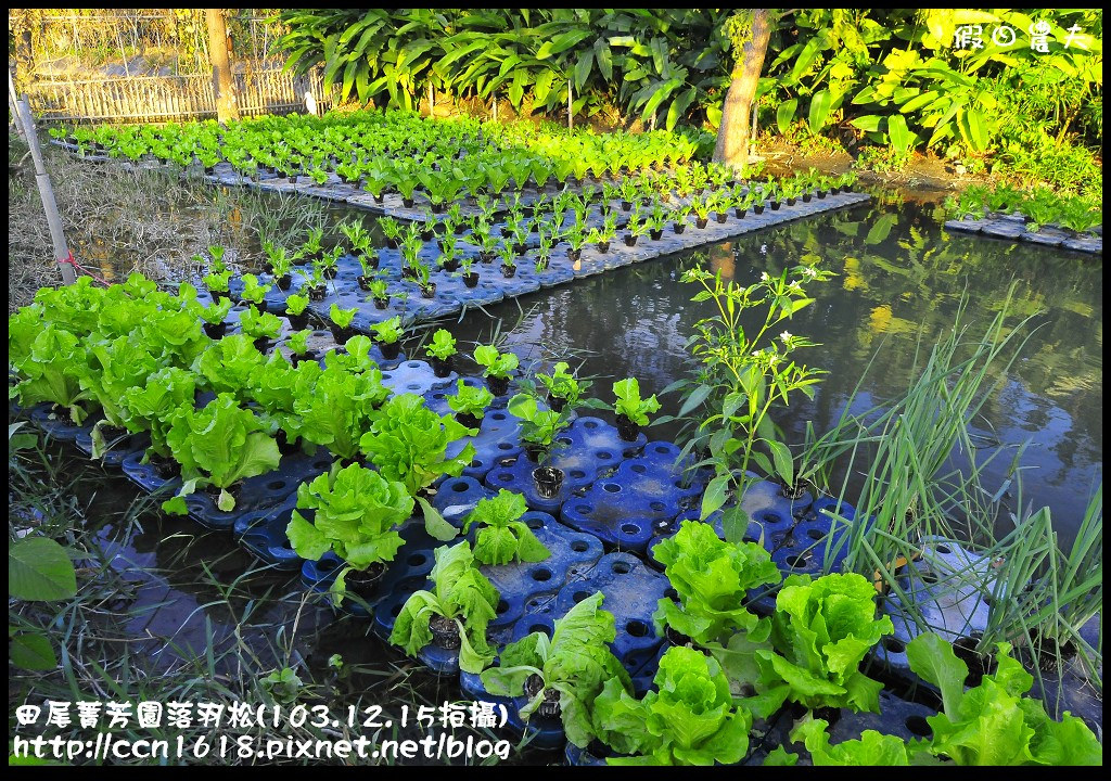 【彰化景點】假日何處去‧田尾菁芳園落羽松‧第一次夜拍落羽松好漂亮 @假日農夫愛趴趴照