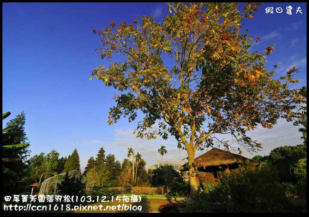 【彰化景點】假日何處去‧田尾菁芳園落羽松‧第一次夜拍落羽松好漂亮 @假日農夫愛趴趴照