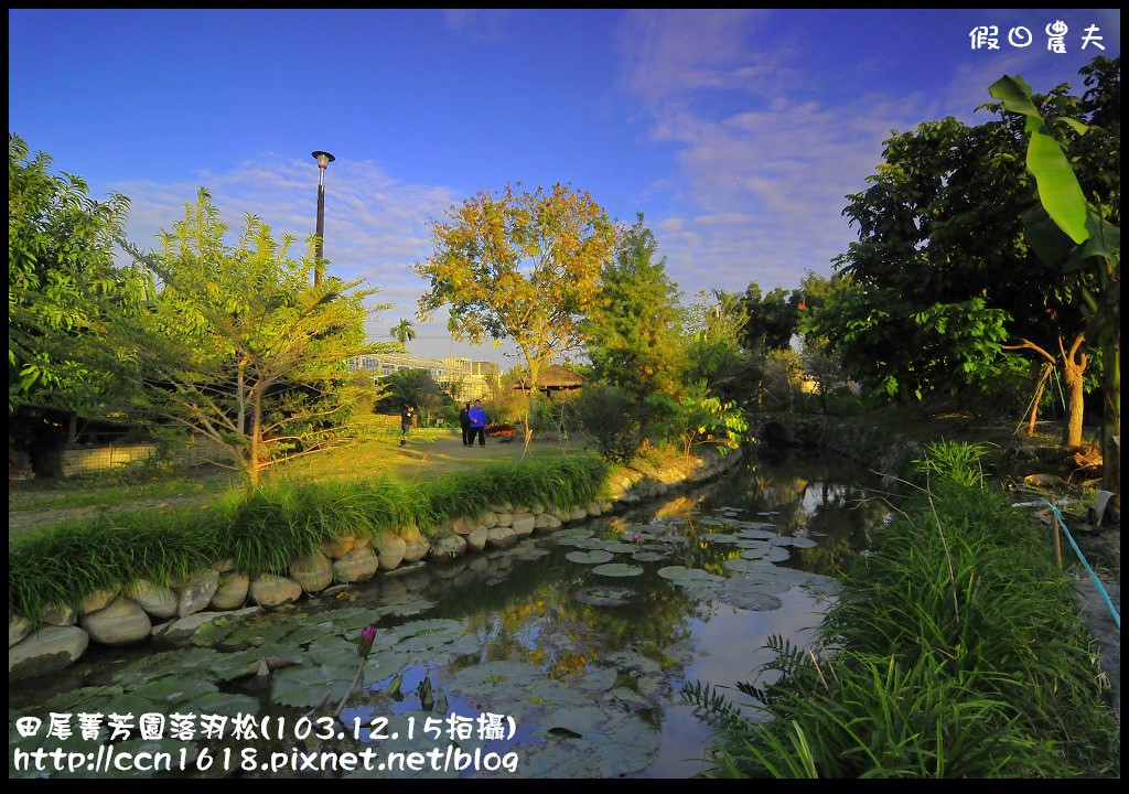 【彰化景點】假日何處去‧田尾菁芳園落羽松‧第一次夜拍落羽松好漂亮 @假日農夫愛趴趴照