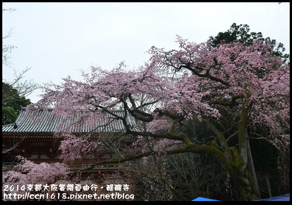 【日本旅遊】京都大阪賞櫻自由行．醍醐寺三寶院憲深林苑(櫻花百選) @假日農夫愛趴趴照