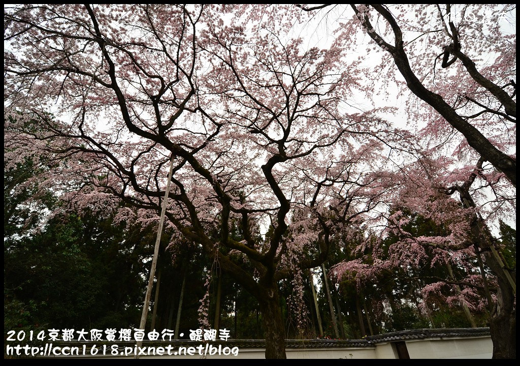 【日本旅遊】京都大阪賞櫻自由行．醍醐寺三寶院憲深林苑(櫻花百選) @假日農夫愛趴趴照