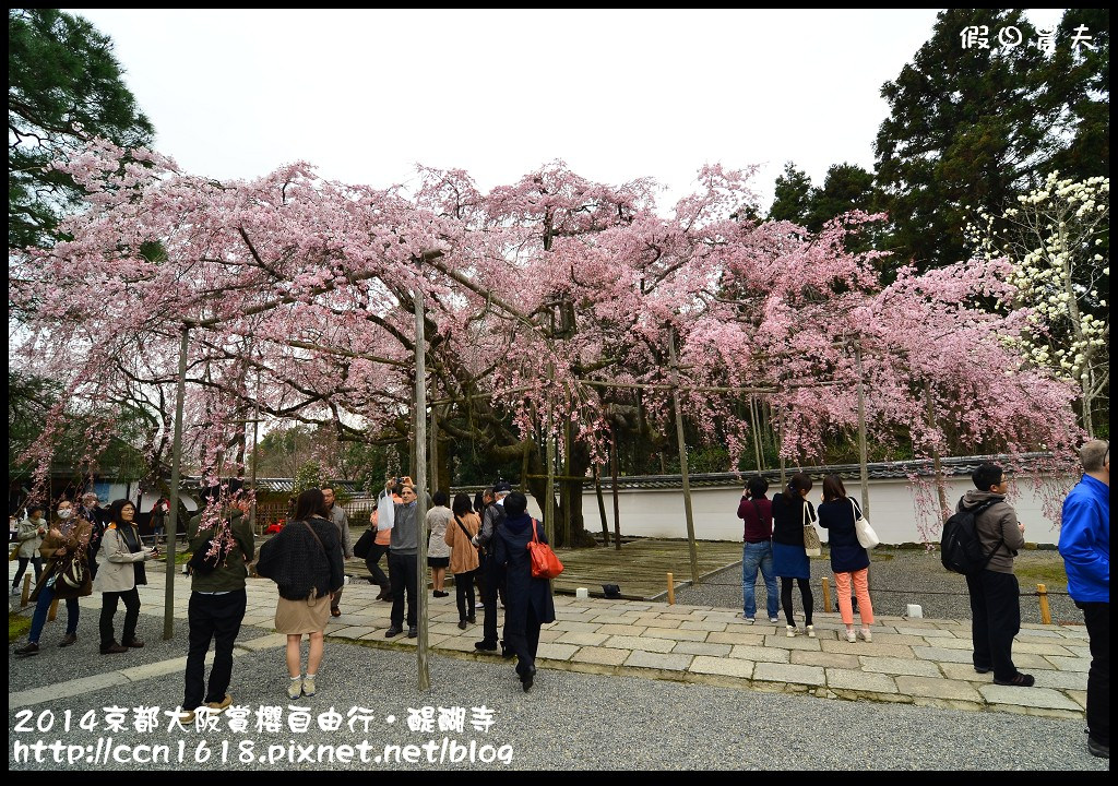 【日本旅遊】京都大阪賞櫻自由行．醍醐寺三寶院憲深林苑(櫻花百選) @假日農夫愛趴趴照