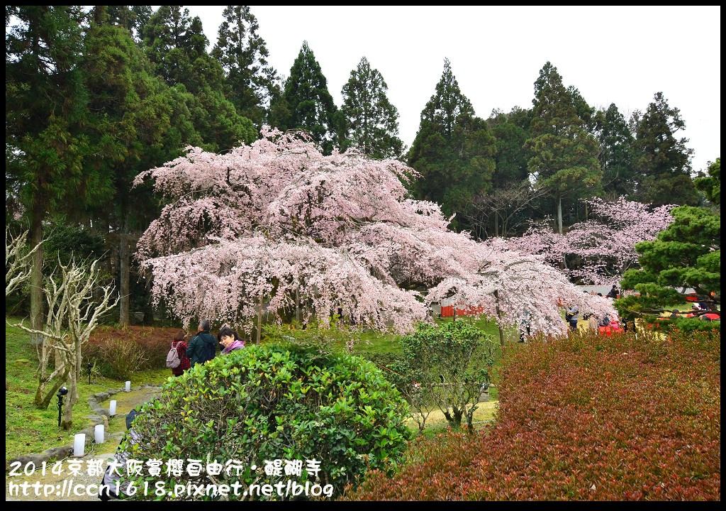 【日本旅遊】京都大阪賞櫻自由行．醍醐寺三寶院憲深林苑(櫻花百選) @假日農夫愛趴趴照