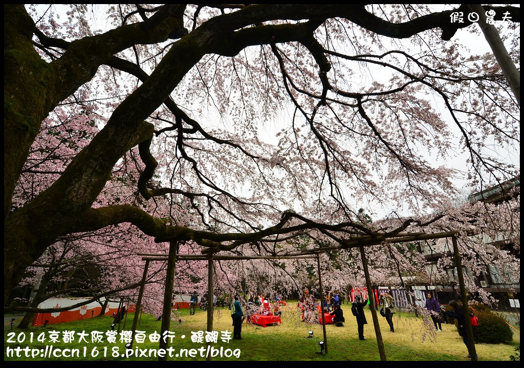 【日本旅遊】京都大阪賞櫻自由行．醍醐寺三寶院憲深林苑(櫻花百選) @假日農夫愛趴趴照