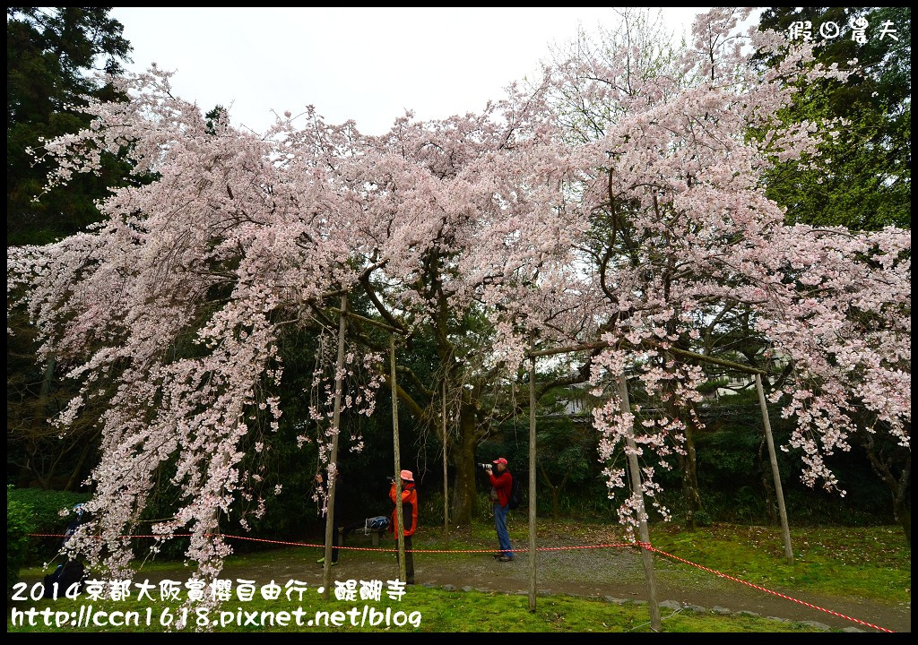 【日本旅遊】京都大阪賞櫻自由行．醍醐寺三寶院憲深林苑(櫻花百選) @假日農夫愛趴趴照