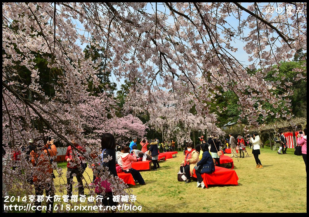 【日本旅遊】京都大阪賞櫻自由行．醍醐寺三寶院憲深林苑(櫻花百選) @假日農夫愛趴趴照