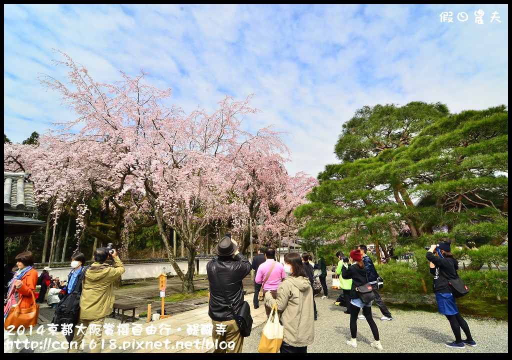 【日本旅遊】京都大阪賞櫻自由行．醍醐寺三寶院憲深林苑(櫻花百選) @假日農夫愛趴趴照