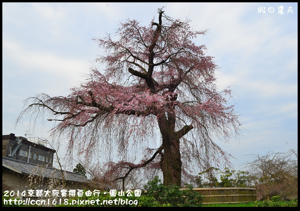 【日本旅遊】京都大阪賞櫻自由行．日夜皆美的圓山公園 @假日農夫愛趴趴照