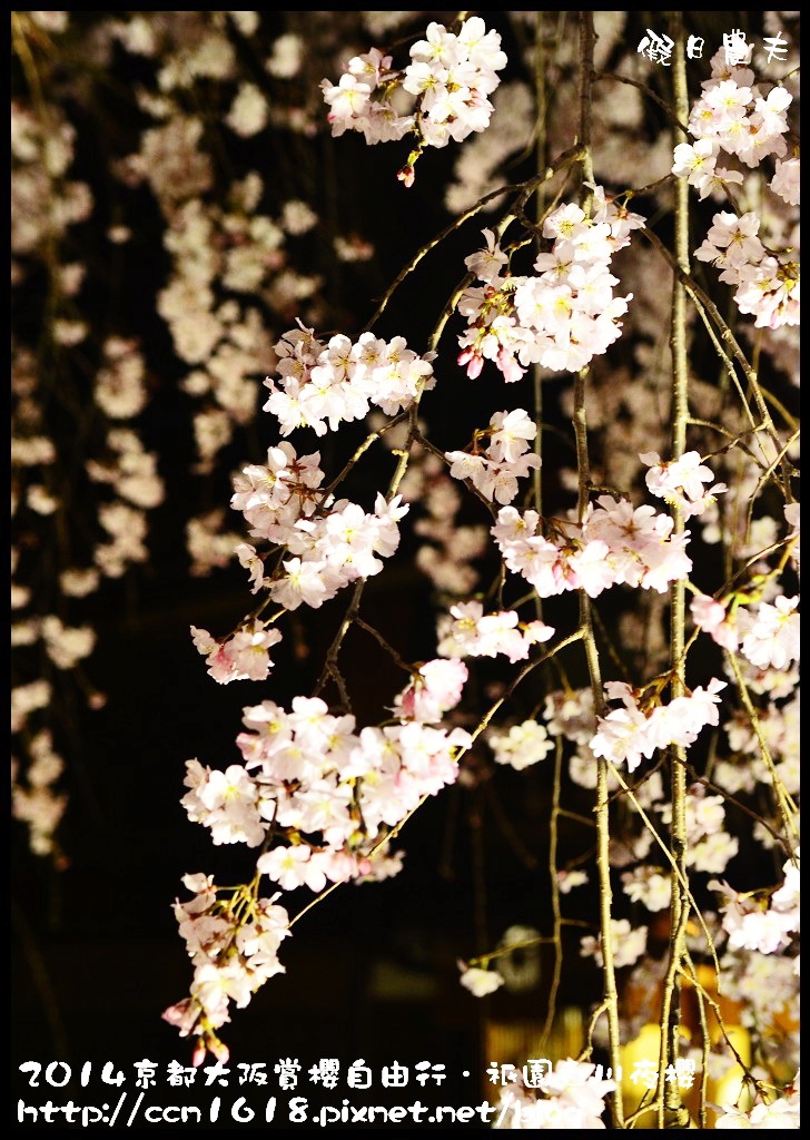 【日本旅遊】京都大阪賞櫻自由行．祇園白川夜櫻 @假日農夫愛趴趴照