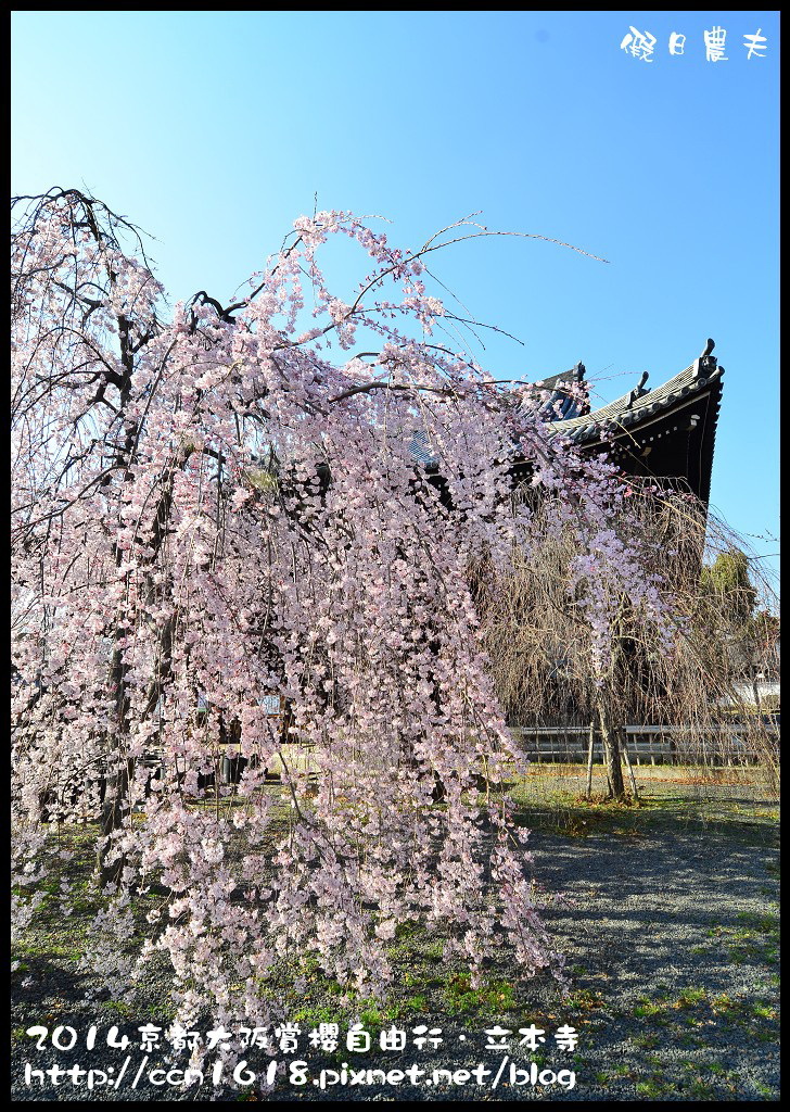 【日本旅遊】京都大阪賞櫻自由行．本山立本寺+一風堂拉麵 @假日農夫愛趴趴照