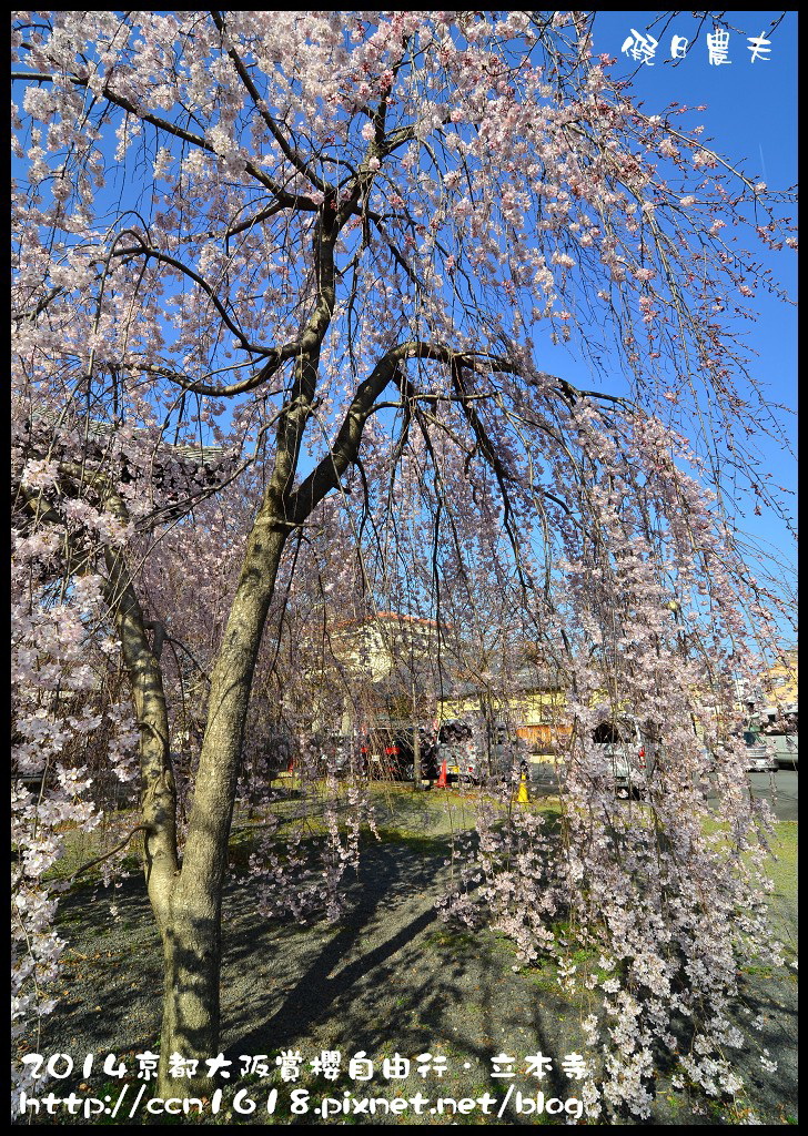 【日本旅遊】京都大阪賞櫻自由行．本山立本寺+一風堂拉麵 @假日農夫愛趴趴照