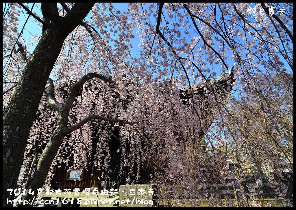 【日本旅遊】京都大阪賞櫻自由行．本山立本寺+一風堂拉麵 @假日農夫愛趴趴照