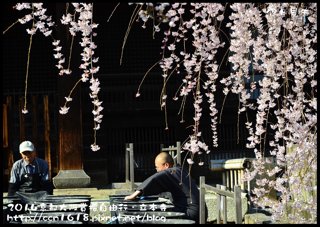 【日本旅遊】京都大阪賞櫻自由行．本山立本寺+一風堂拉麵 @假日農夫愛趴趴照