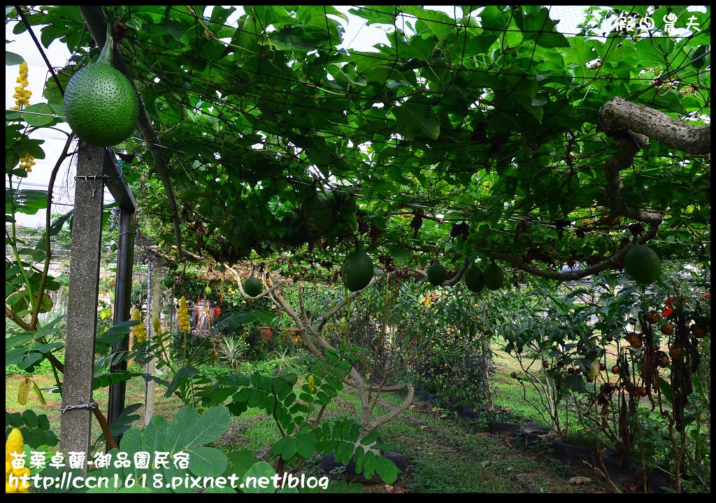 【苗栗住宿】卓蘭-御品園民宿‧親子旅遊共享農村生活 @假日農夫愛趴趴照