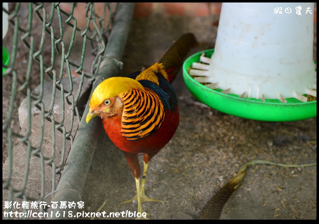 【彰化景點】線西輕旅行-白馬的家．免出國看地中海希臘風建築 @假日農夫愛趴趴照