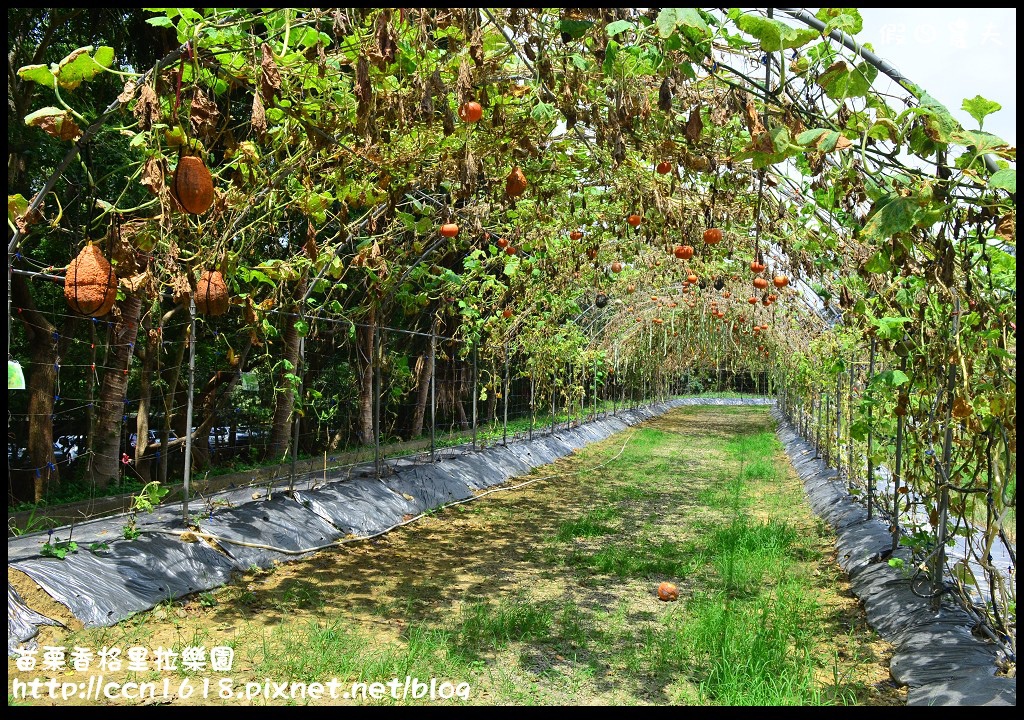 【苗栗景點】香格里拉樂園‧魔瓜藝術嘉年華 @假日農夫愛趴趴照