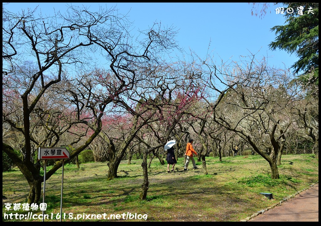 【日本旅遊】京都大阪賞櫻自由行．京都植物園＆VOLKS餐廳 @假日農夫愛趴趴照