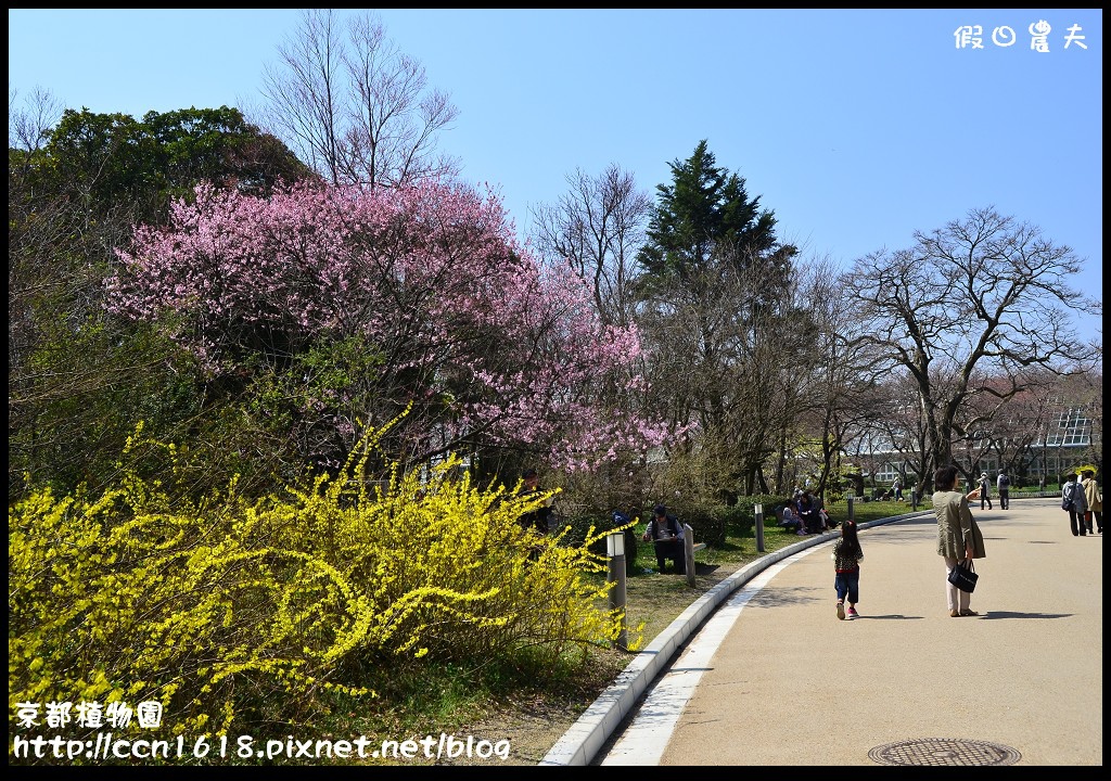 【日本旅遊】京都大阪賞櫻自由行．京都植物園＆VOLKS餐廳 @假日農夫愛趴趴照