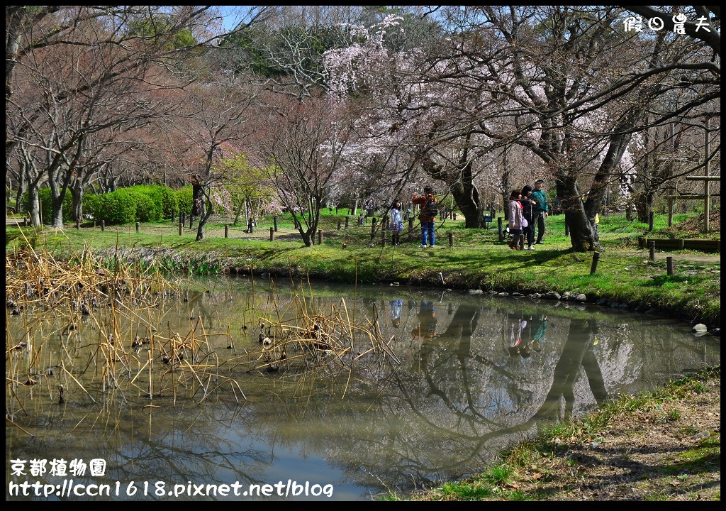 【日本旅遊】京都大阪賞櫻自由行．京都植物園＆VOLKS餐廳 @假日農夫愛趴趴照