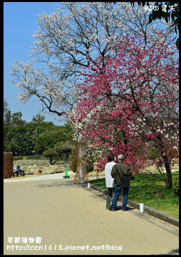 【日本旅遊】京都大阪賞櫻自由行．京都植物園＆VOLKS餐廳 @假日農夫愛趴趴照