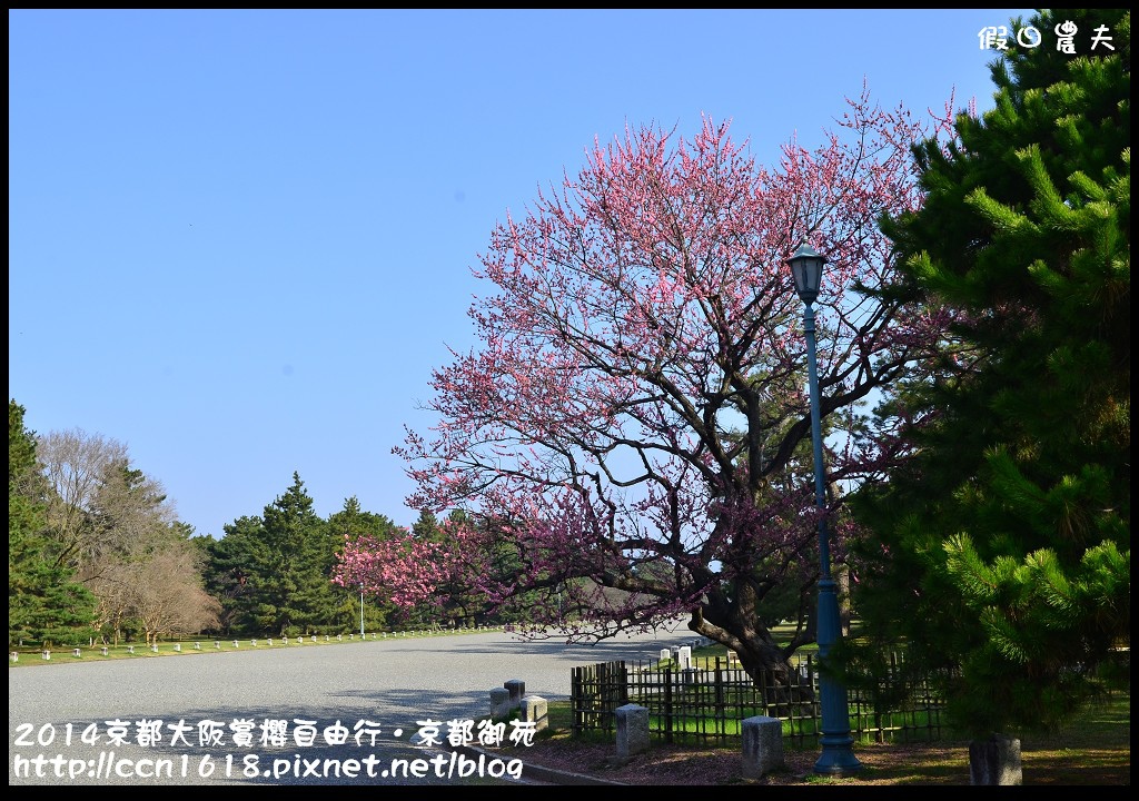 【日本旅遊】2014京都大阪賞櫻自由行．京都御苑．枝垂櫻盛開 @假日農夫愛趴趴照