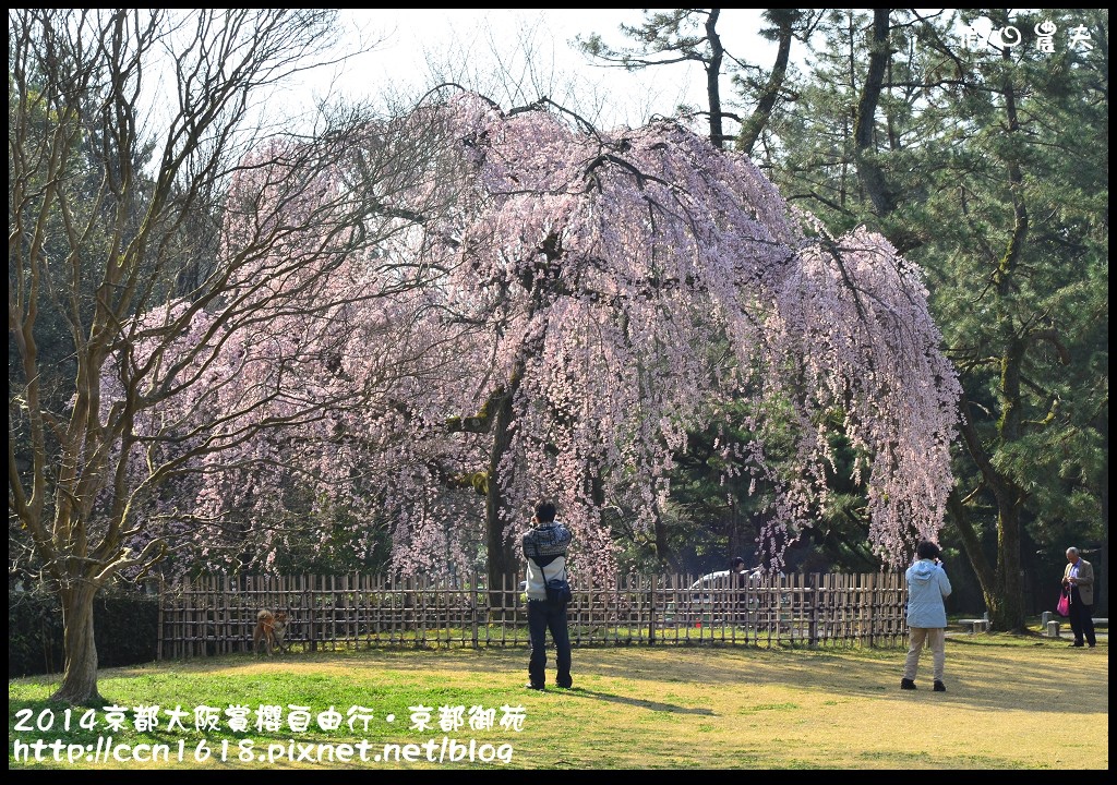 【日本旅遊】2014京都大阪賞櫻自由行．京都御苑．枝垂櫻盛開 @假日農夫愛趴趴照