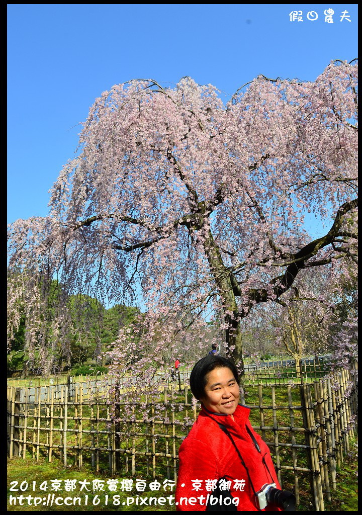 【日本旅遊】2014京都大阪賞櫻自由行．京都御苑．枝垂櫻盛開 @假日農夫愛趴趴照