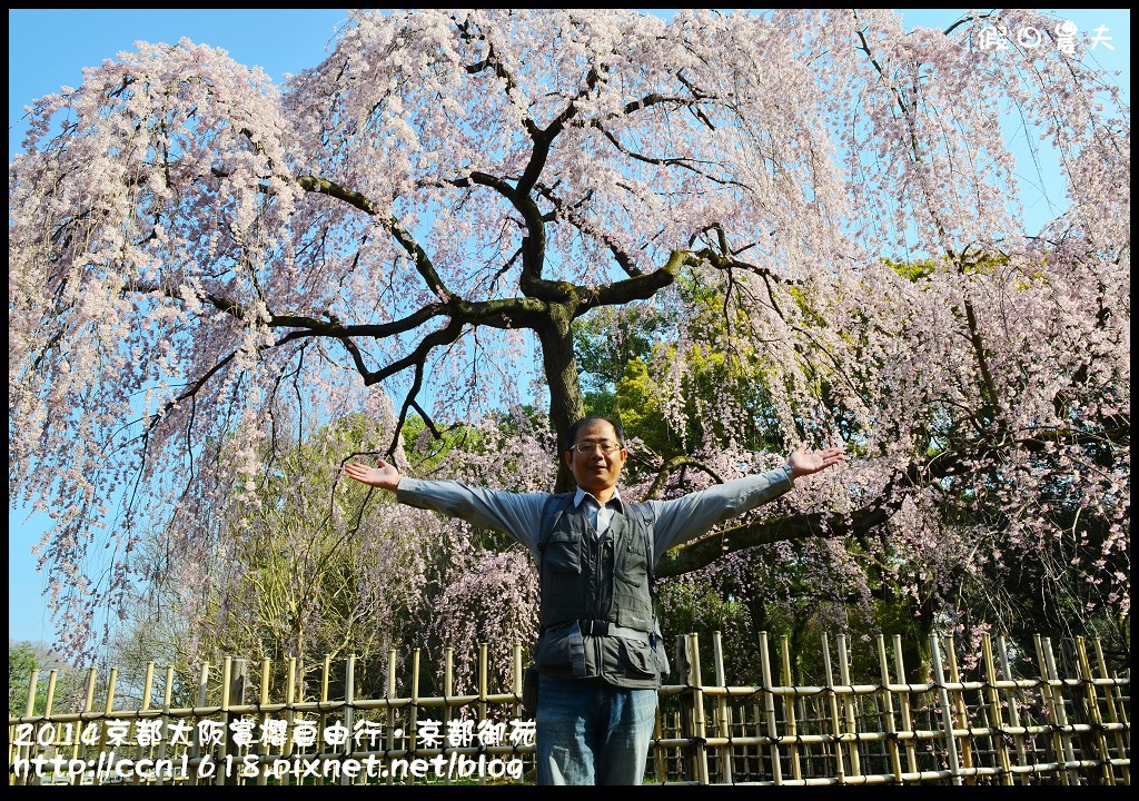 【日本旅遊】2014京都大阪賞櫻自由行．京都御苑．枝垂櫻盛開 @假日農夫愛趴趴照