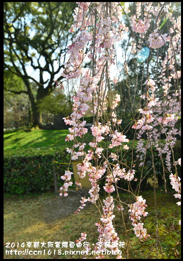 【日本旅遊】2014京都大阪賞櫻自由行．京都御苑．枝垂櫻盛開 @假日農夫愛趴趴照