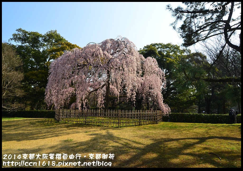 【日本旅遊】2014京都大阪賞櫻自由行．京都御苑．枝垂櫻盛開 @假日農夫愛趴趴照