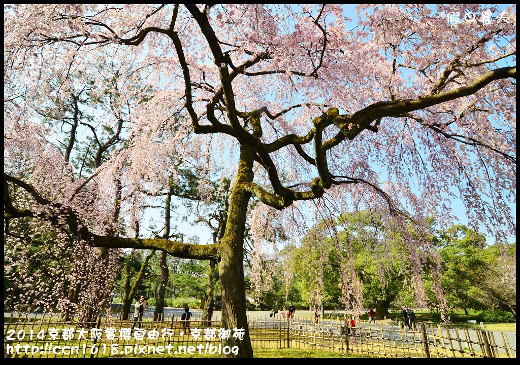 【日本旅遊】2014京都大阪賞櫻自由行．京都御苑．枝垂櫻盛開 @假日農夫愛趴趴照