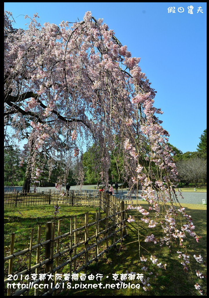 【日本旅遊】2014京都大阪賞櫻自由行．京都御苑．枝垂櫻盛開 @假日農夫愛趴趴照