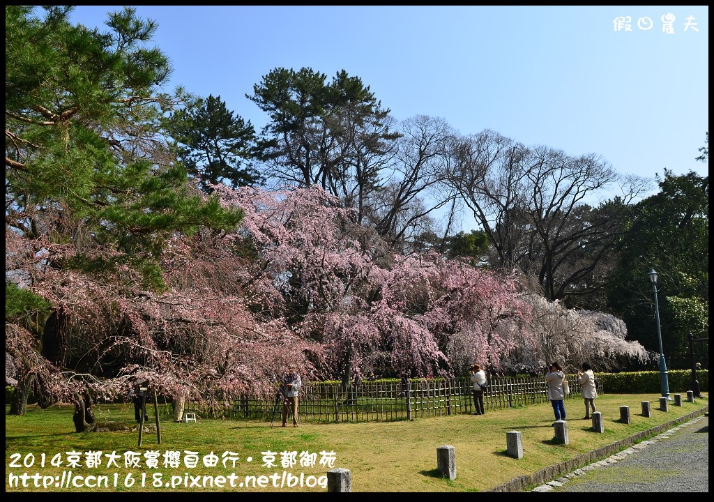 【日本旅遊】2014京都大阪賞櫻自由行．京都御苑．枝垂櫻盛開 @假日農夫愛趴趴照