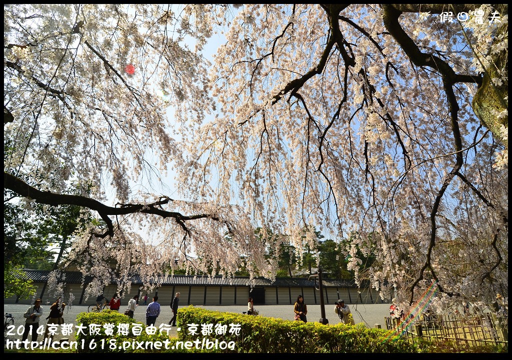 【日本旅遊】2014京都大阪賞櫻自由行．京都御苑．枝垂櫻盛開 @假日農夫愛趴趴照