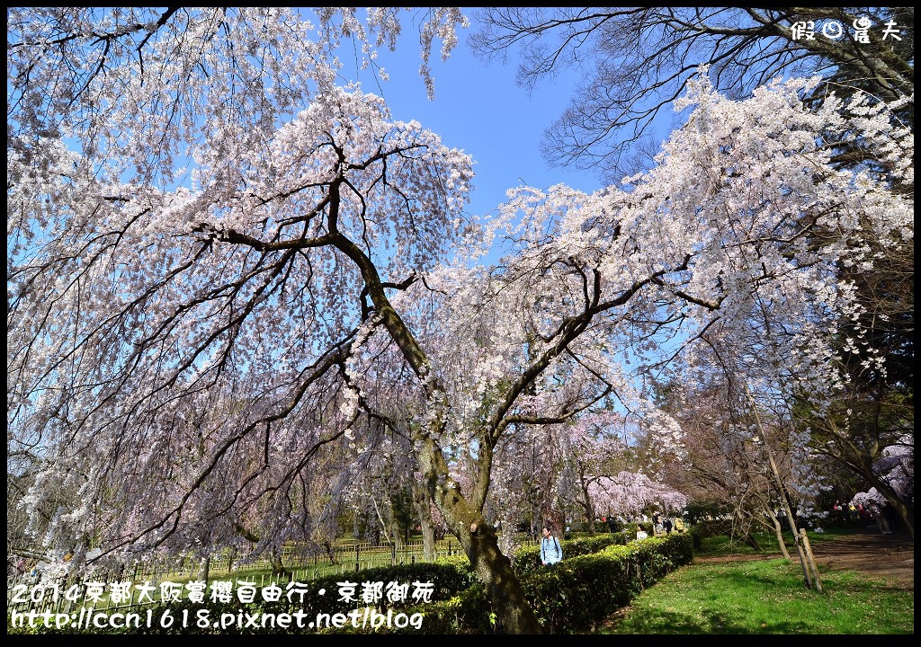 【日本旅遊】2014京都大阪賞櫻自由行．京都御苑．枝垂櫻盛開 @假日農夫愛趴趴照