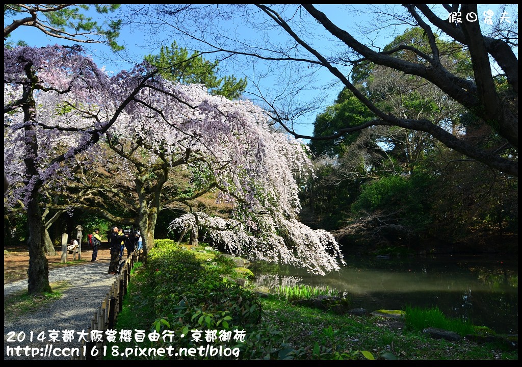 【日本旅遊】2014京都大阪賞櫻自由行．京都御苑．枝垂櫻盛開 @假日農夫愛趴趴照