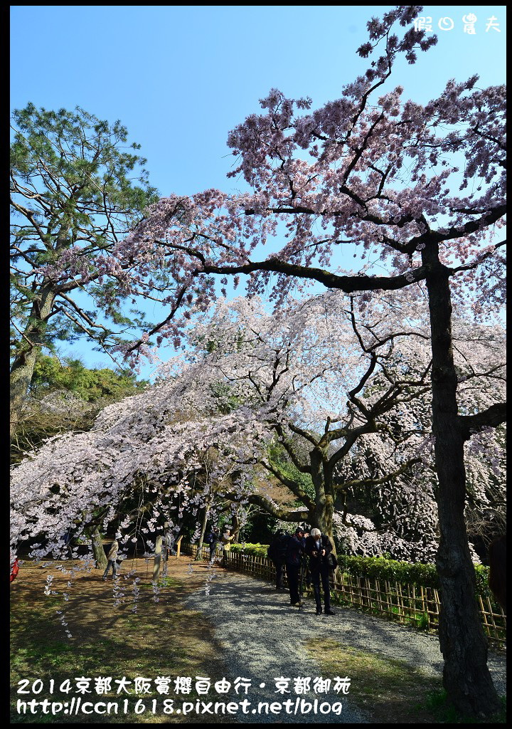 【日本旅遊】2014京都大阪賞櫻自由行．京都御苑．枝垂櫻盛開 @假日農夫愛趴趴照