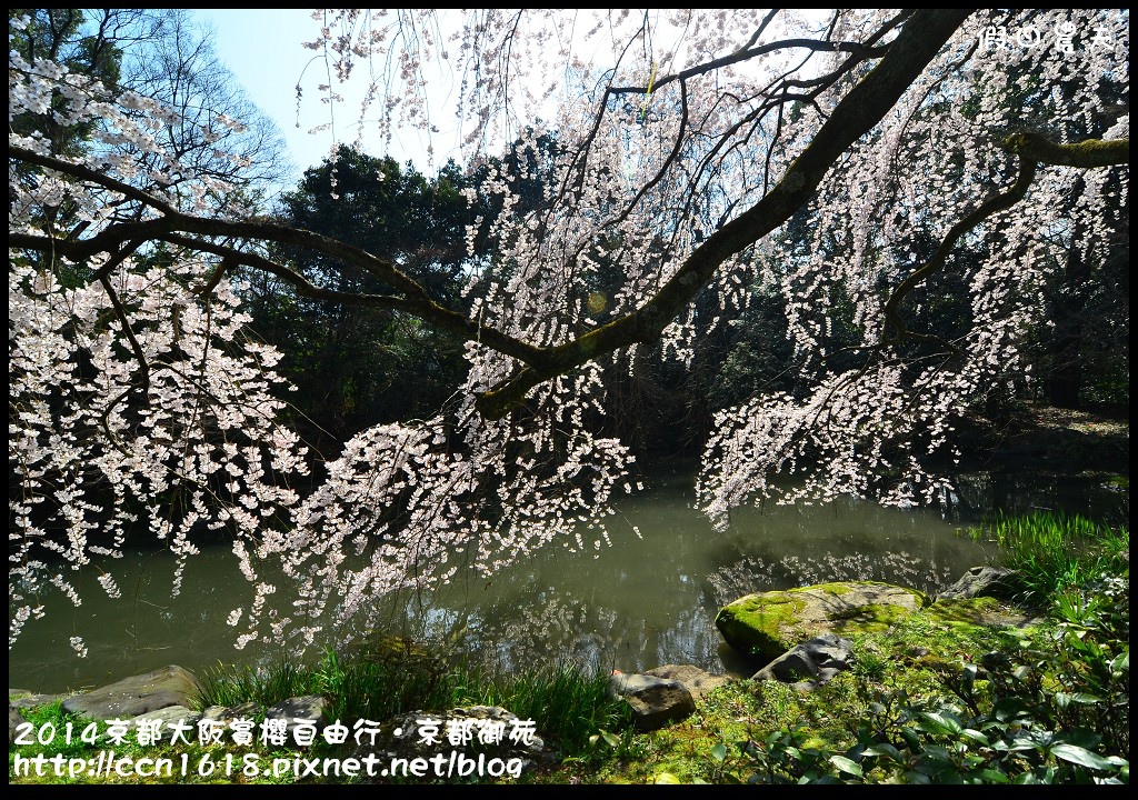 【日本旅遊】2014京都大阪賞櫻自由行．京都御苑．枝垂櫻盛開 @假日農夫愛趴趴照