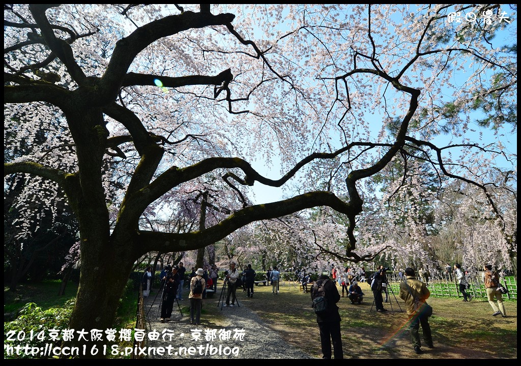 【日本旅遊】2014京都大阪賞櫻自由行．京都御苑．枝垂櫻盛開 @假日農夫愛趴趴照