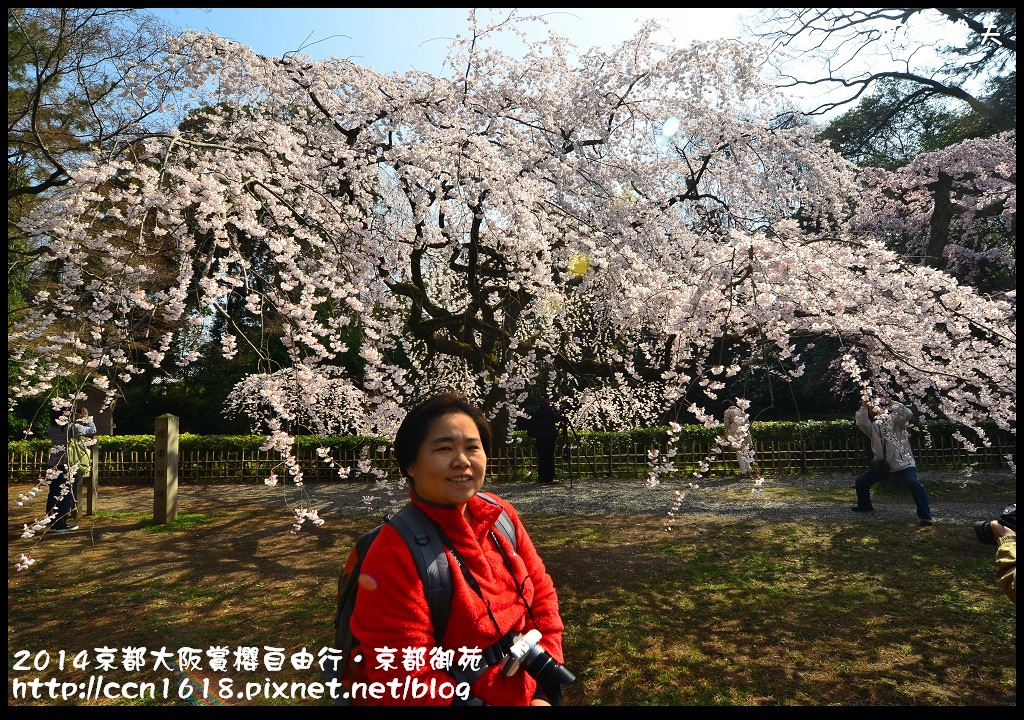 【日本旅遊】2014京都大阪賞櫻自由行．京都御苑．枝垂櫻盛開 @假日農夫愛趴趴照