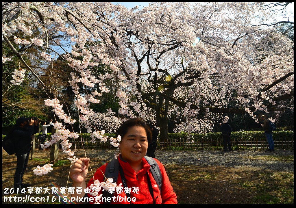 【日本旅遊】2014京都大阪賞櫻自由行．京都御苑．枝垂櫻盛開 @假日農夫愛趴趴照