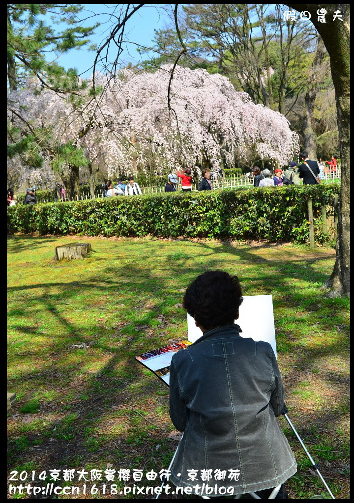 【日本旅遊】2014京都大阪賞櫻自由行．京都御苑．枝垂櫻盛開 @假日農夫愛趴趴照